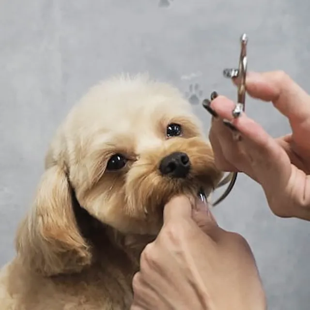 ギャラリー画像 08